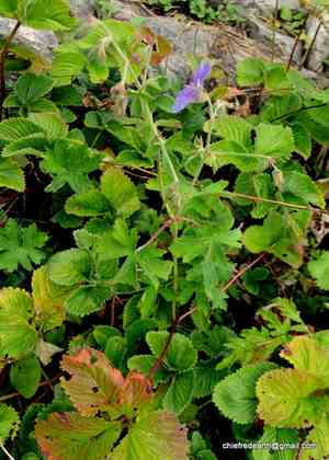 Himalayan crane's-bill(Geranium himalayense)