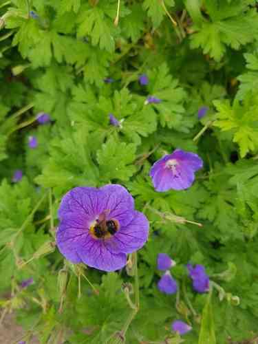 Himalayan crane's-bill(Geranium himalayense)