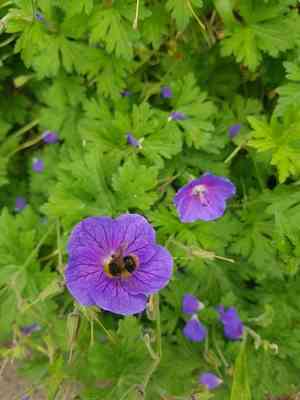 Himalayan crane's-bill(Geranium himalayense)