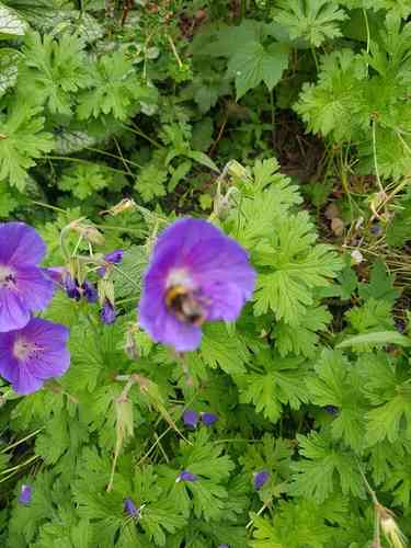Himalayan crane's-bill(Geranium himalayense)