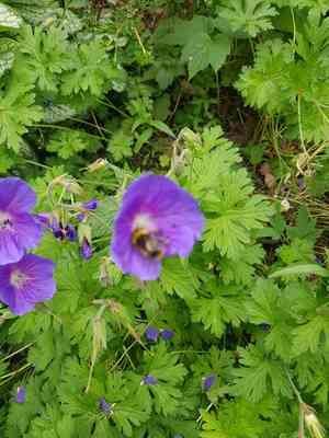 Himalayan crane's-bill(Geranium himalayense)