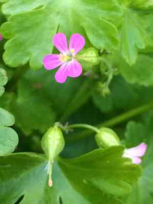 Shining cranesbill(Geranium lucidum)