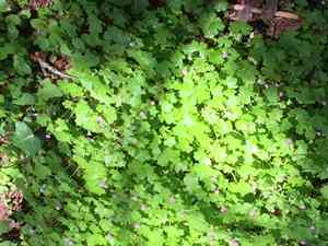 Shining cranesbill(Geranium lucidum)