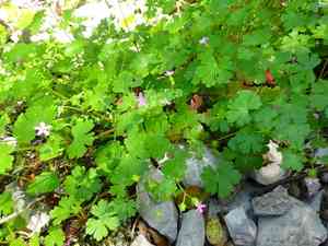 Shining cranesbill(Geranium lucidum)