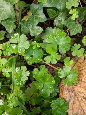 Shining cranesbill(Geranium lucidum)
