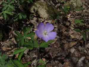 Wild geranium(Geranium maculatum)