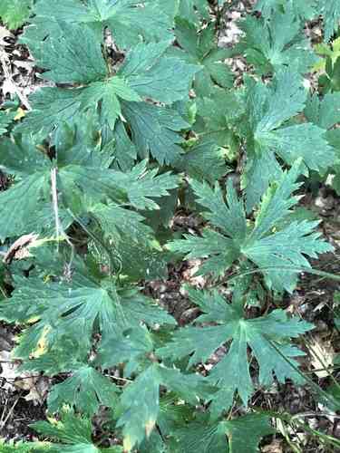 Wild geranium(Geranium maculatum)