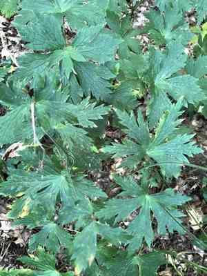 Wild geranium(Geranium maculatum)
