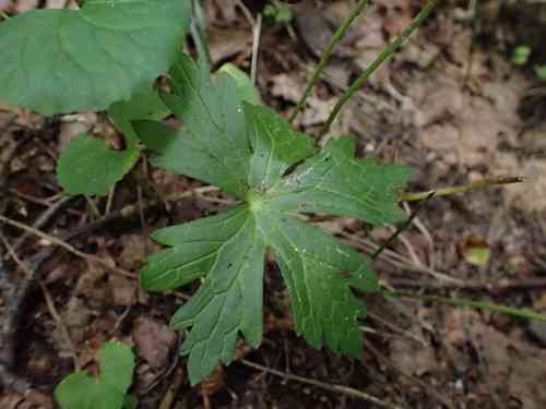 Wild geranium(Geranium maculatum)