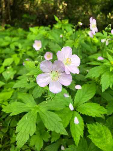 Wild geranium(Geranium maculatum)