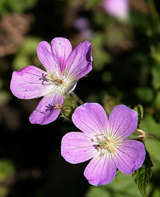 Wild geranium