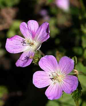 Wild geranium(Geranium maculatum)