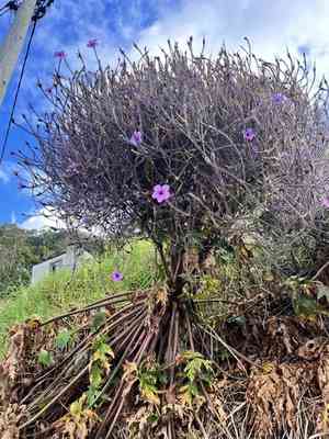 Giant herb-robert(Geranium maderense)