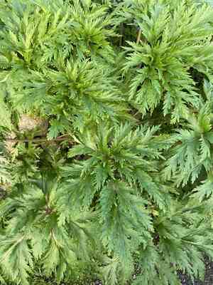 Giant herb-robert(Geranium maderense)