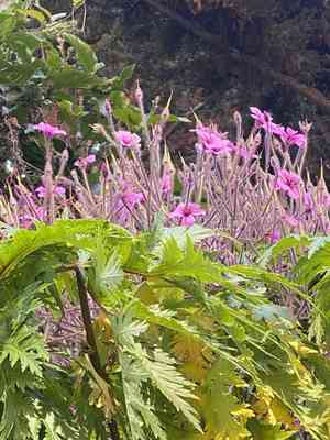 Giant herb-robert(Geranium maderense)
