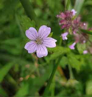 Nepalese cranes bill(Geranium nepalense)