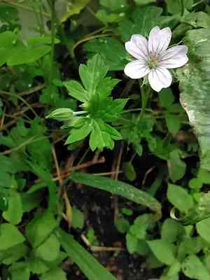 Nepalese cranes bill(Geranium nepalense)