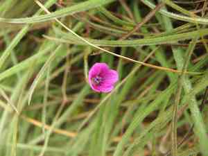 Nepalese cranes bill(Geranium nepalense)