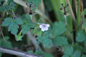Nepalese cranes bill(Geranium nepalense)