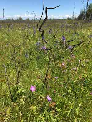 Oregon geranium(Geranium oreganum)