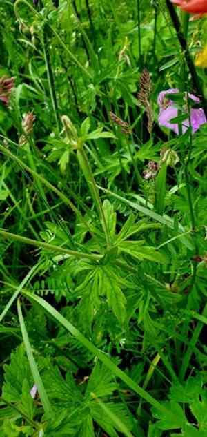 Oregon geranium(Geranium oreganum)