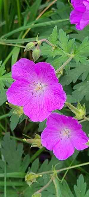 Oregon geranium(Geranium oreganum)