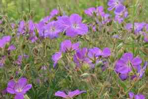 Oregon geranium(Geranium oreganum)