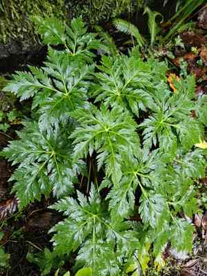 Canary island geranium(Geranium palmatum)