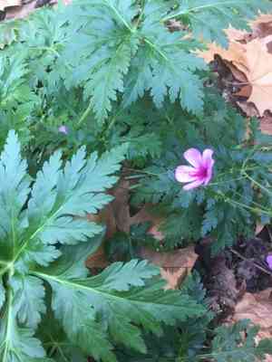 Canary island geranium(Geranium palmatum)