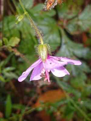 Canary island geranium(Geranium palmatum)
