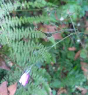 Canary island geranium(Geranium palmatum)