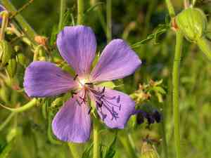 Meadow crane's-bill(Geranium pratense)