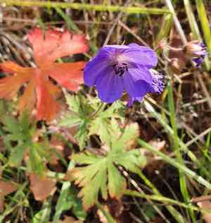 Meadow crane's-bill(Geranium pratense)