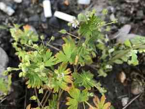 Small geranium(Geranium pusillum)