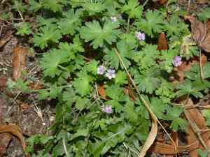 Small geranium(Geranium pusillum)