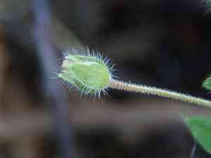 Small geranium(Geranium pusillum)