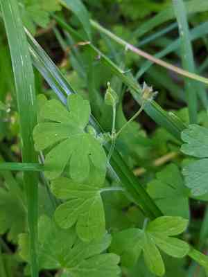 Small geranium(Geranium pusillum)