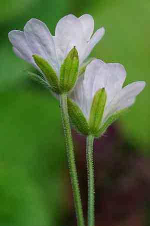 Hedgerow cranesbill(Geranium pyrenaicum)