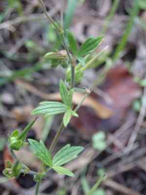 Hedgerow cranesbill(Geranium pyrenaicum)