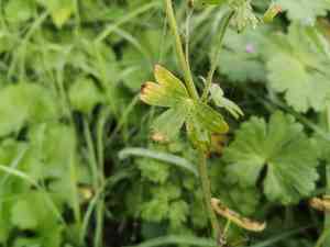 Hedgerow cranesbill(Geranium pyrenaicum)