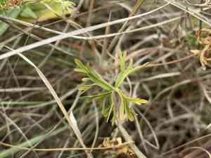 New zealand geranium(Geranium retrorsum)