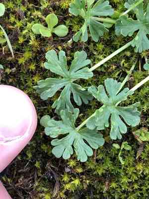 New zealand geranium(Geranium retrorsum)