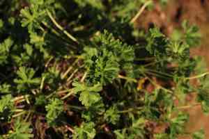 New zealand geranium(Geranium retrorsum)