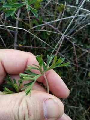 New zealand geranium(Geranium retrorsum)