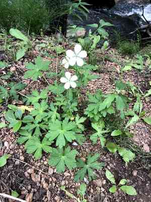 Richardson's Geranium(Geranium richardsonii)