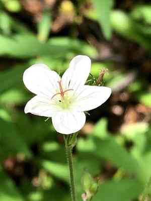 Richardson's Geranium(Geranium richardsonii)