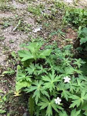 Richardson's Geranium(Geranium richardsonii)