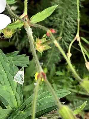 Richardson's Geranium(Geranium richardsonii)