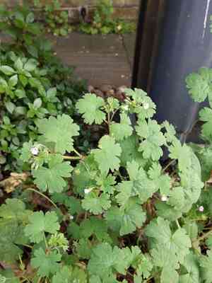 Roundleaf geranium(Geranium rotundifolium)