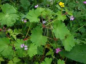 Roundleaf geranium(Geranium rotundifolium)